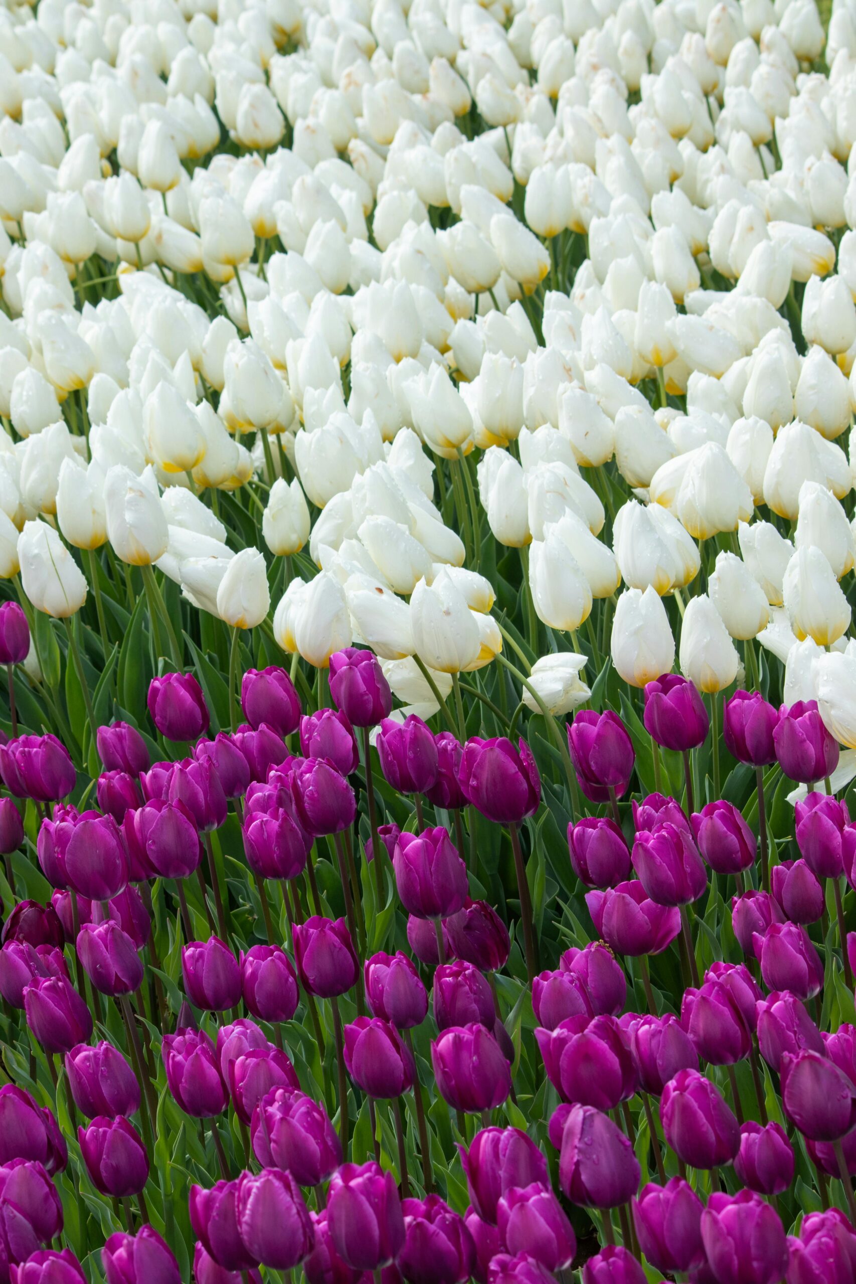 Kullanıcı Yorumlarının Önemi: İkna Edici Güçlerini Keşfedin