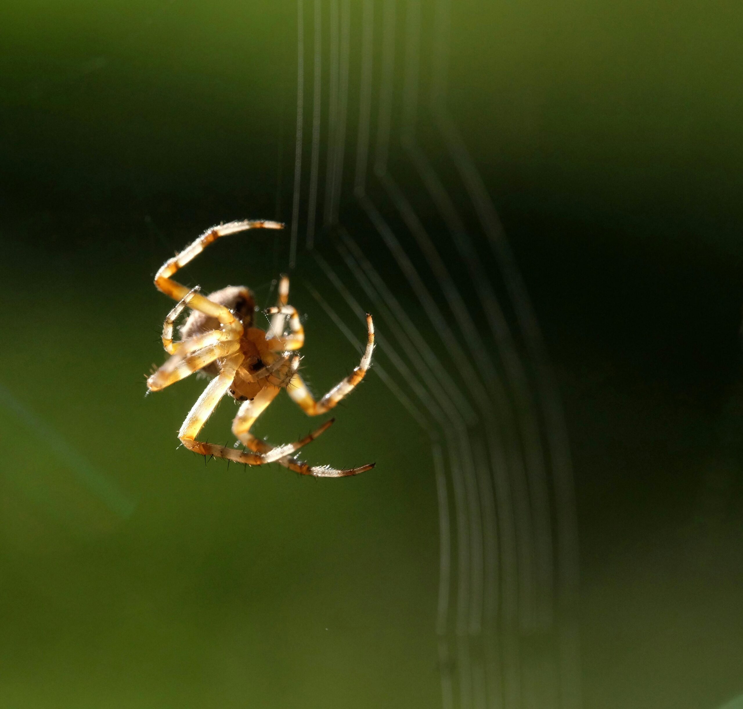 Ücretsiz Web Tasarım Araçları ile Harika Tasarımlar Nasıl Yapılır?