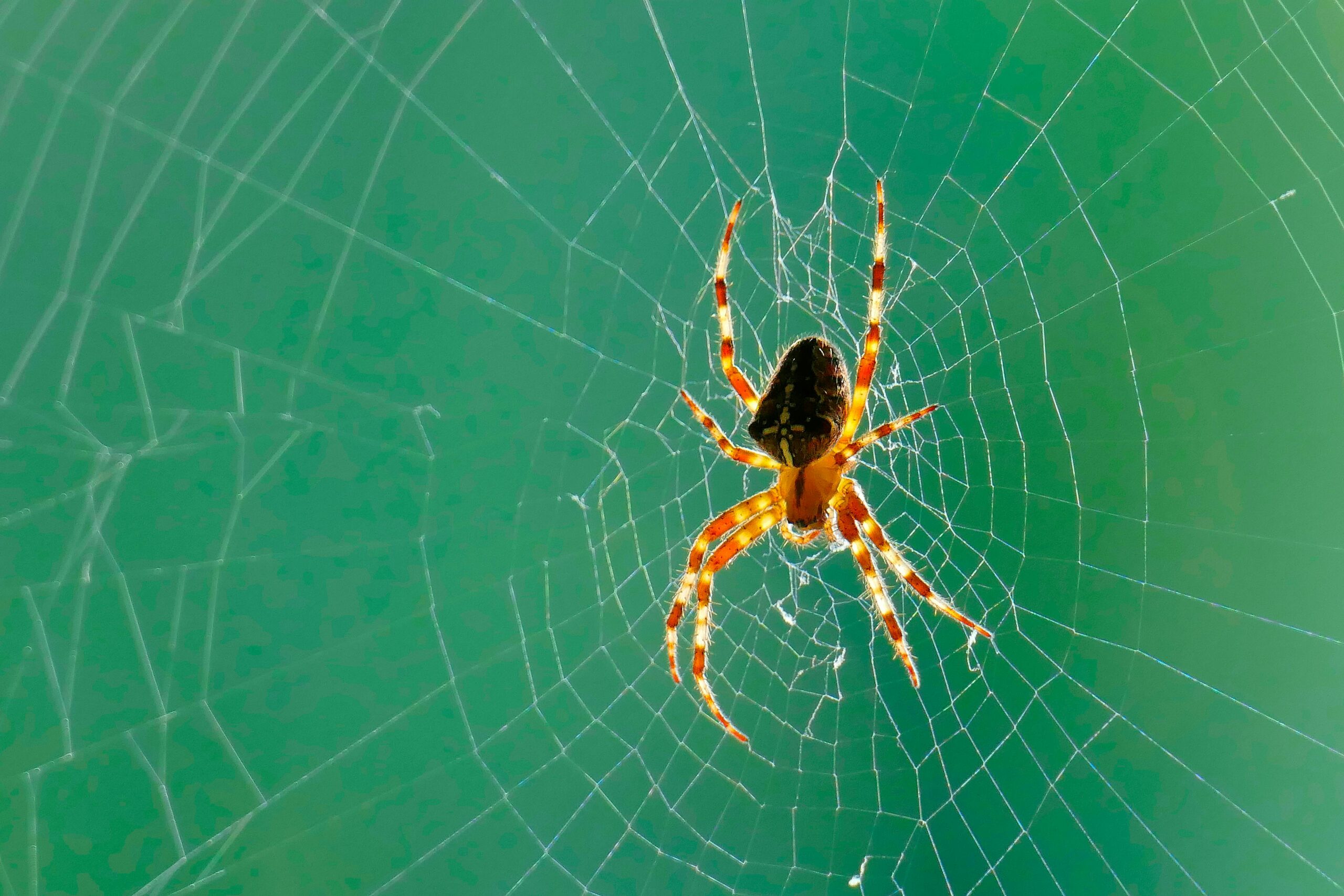 Kullanıcı Odaklı Web Tasarım İle Başarınızı Artırmanın Yolları