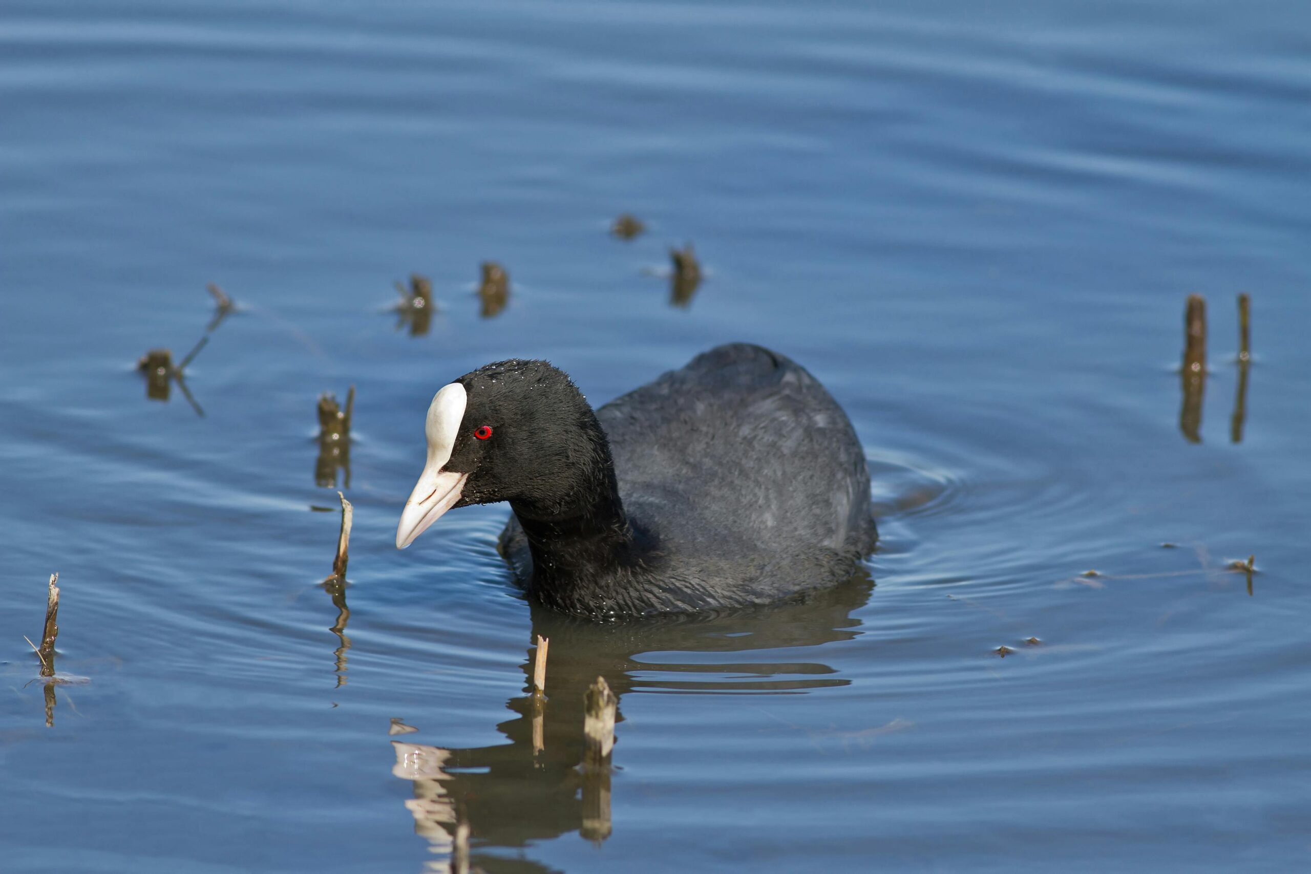 Bootstrap Kullanım Rehberi: Tasarımda Başarı İçin İpuçları