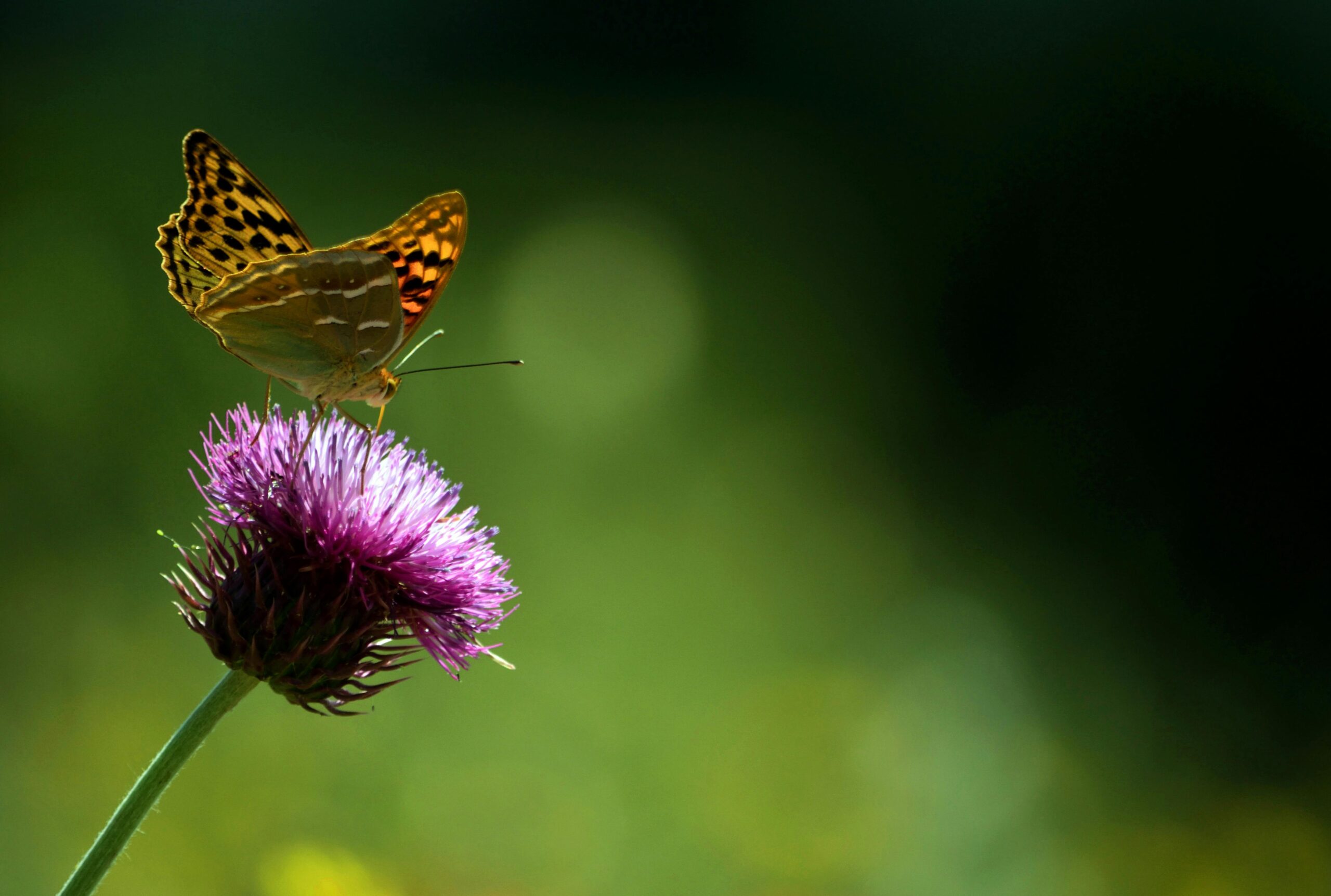 Çok Renkli Tasarımlarda Denge Sağlamak İçin İpuçları Nelerdir?