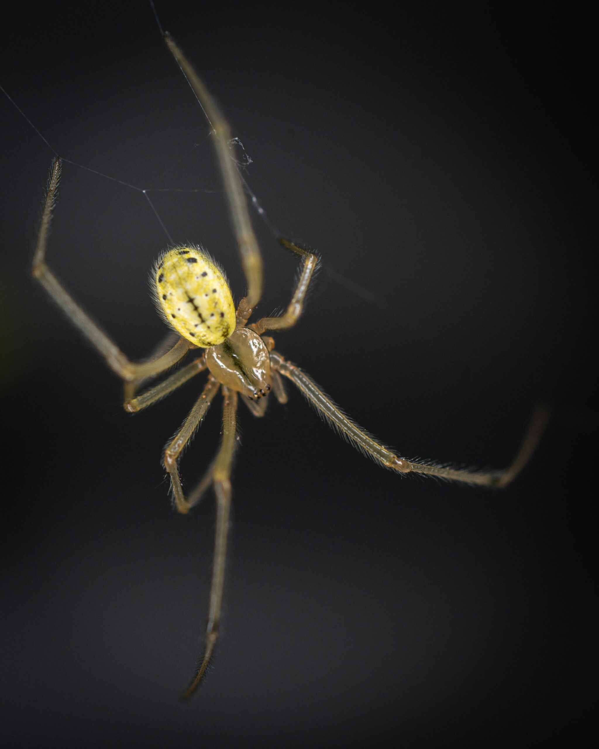 Yapay Zekâ ile Web Tasarım Uygulamaları: Geleceği Keşfedin!