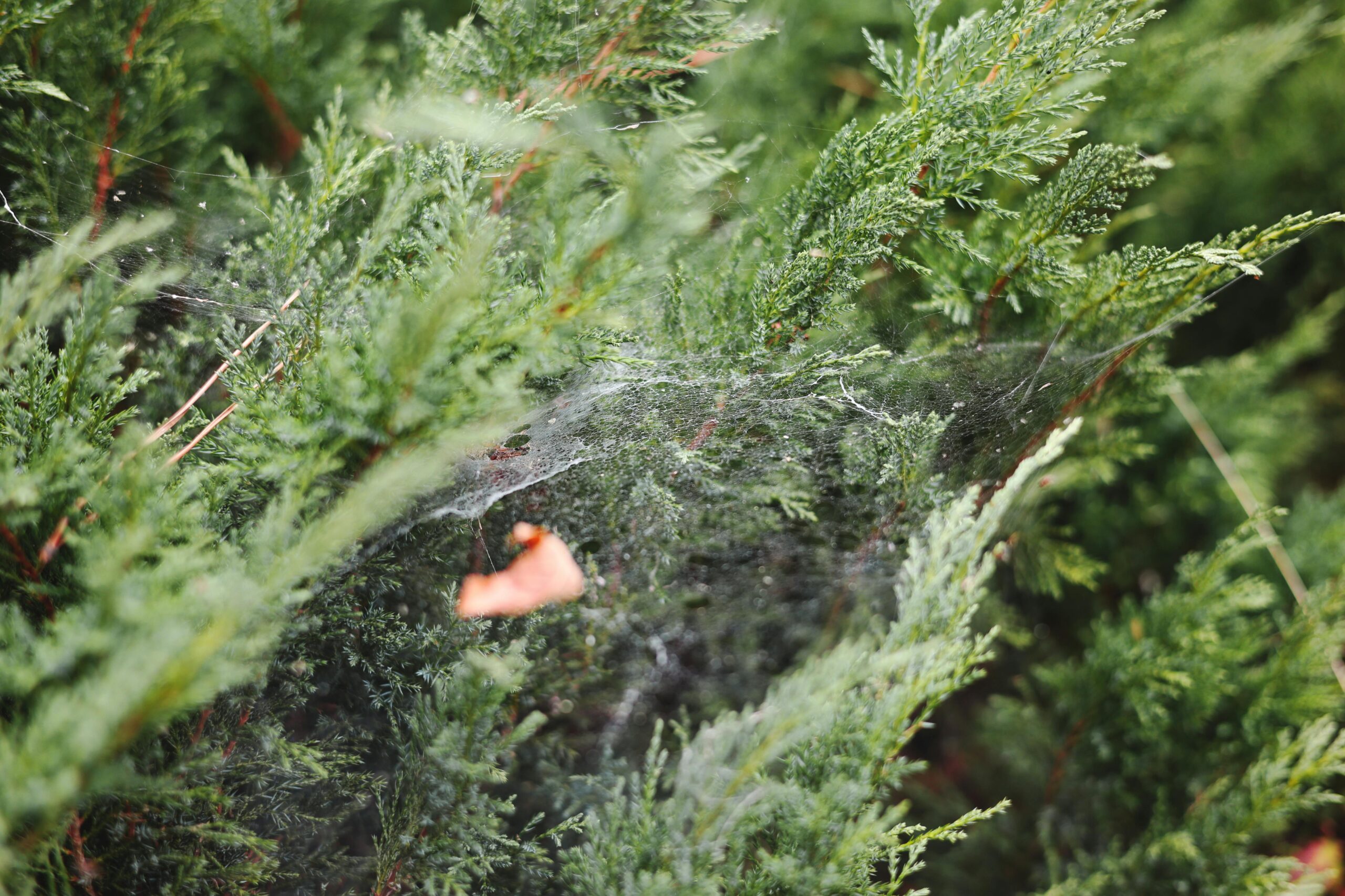 Web Tasarımda İllüstrasyon Kullanımı İle Fark Yaratmanın Yolları