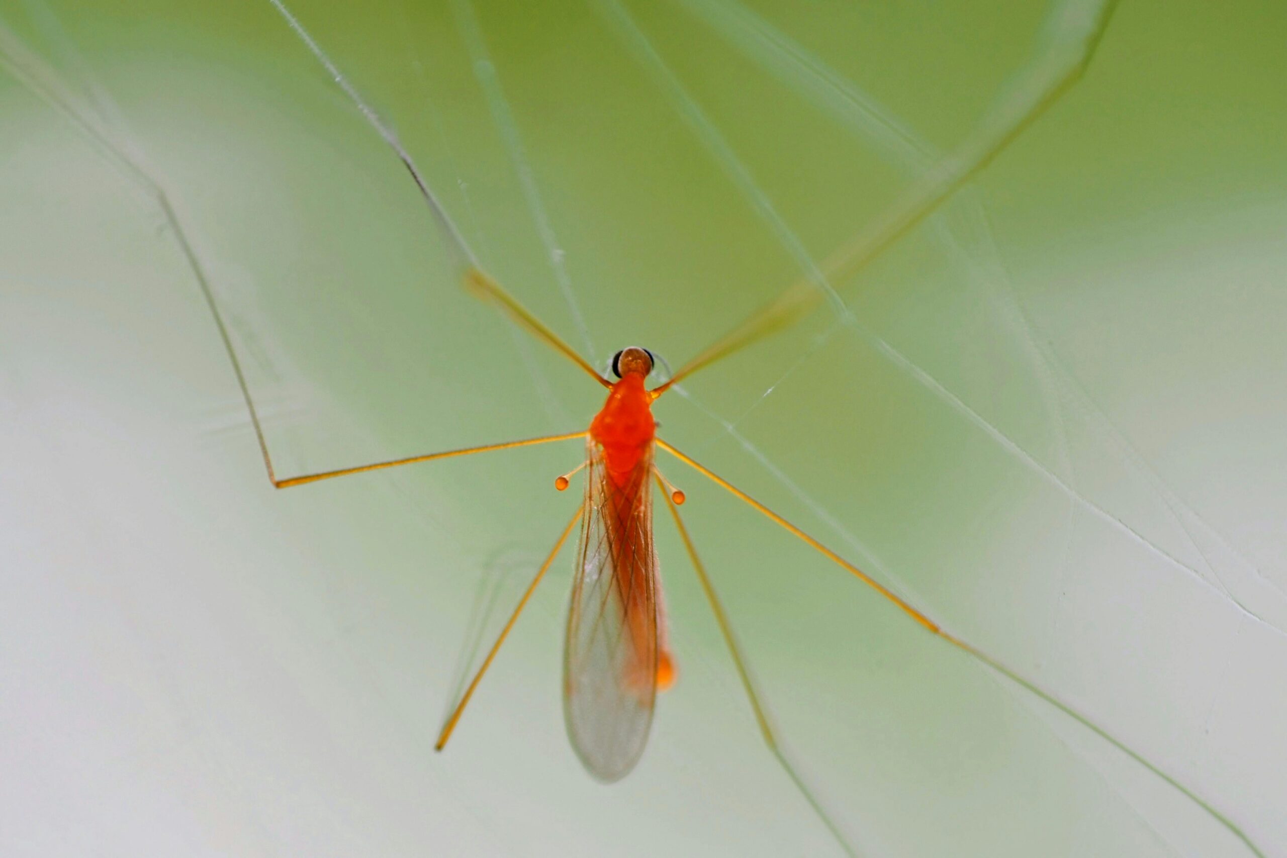 Karanlık Zeminli Web Siteleri Neden Tercih Edilmeli?