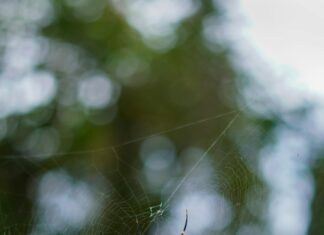 Sıfırdan Web Sitesi Kurma Rehberiyle Hızla Başarıya Ulaşın