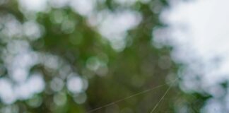 Web Tasarımın Geleceği: Hayallerinizi Gerçeğe Dönüştürün!