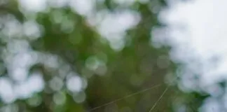 Web Tasarımın Geleceği: Hayallerinizi Gerçeğe Dönüştürün! Home