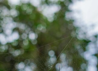 Web Tasarımın Geleceği: Hayallerinizi Gerçeğe Dönüştürün!