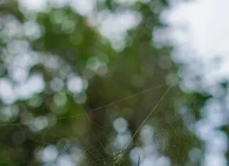 Web Tasarımın Geleceği: Hayallerinizi Gerçeğe Dönüştürün!