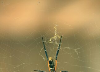 Web Tasarım Sözleşmesi Hazırlama: Hangi Detaylara Dikkat Etmelisiniz?