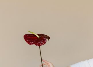 Blog Sitesi Nasıl Açılır? Adım Adım Rehber ile Başlayın!