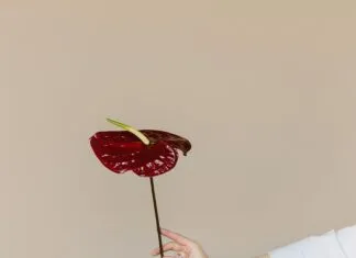 Blog Sitesi Nasıl Açılır? Adım Adım Rehber ile Başlayın!